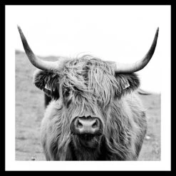 Top 10 👍 Spiegelprofi Gerahmtes Bild DANJA, 35x35 Cm, 'Cow', Rahmen: Schwarz 🔥