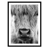 Brandneu 🧨 Spiegelprofi Gerahmtes Bild LORNA, 30x40 Cm, 'Cow Portrait', Rahmen: Schwarz 🛒 -Spiegelprofi Verkäufe unnamed file 371